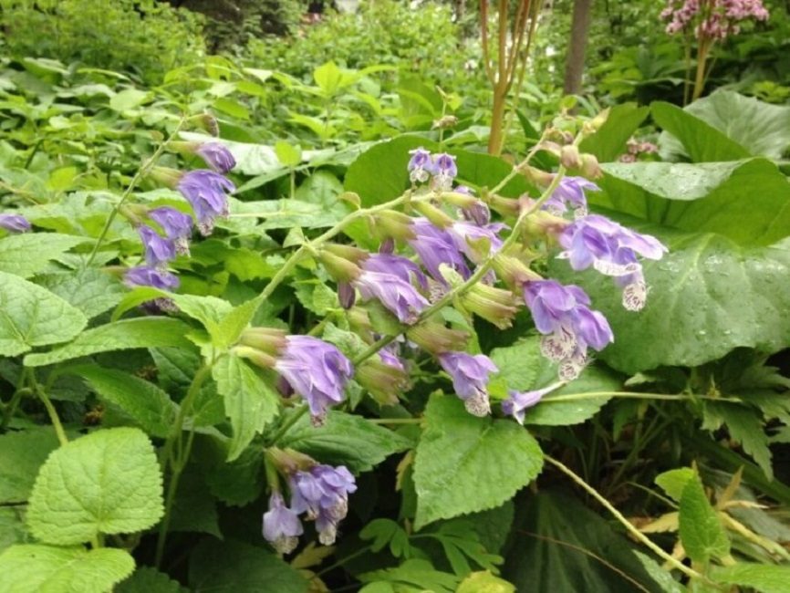 Feuille d'ortie Michée