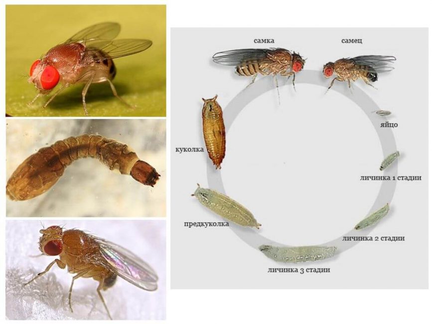 Les moucherons et leurs larves