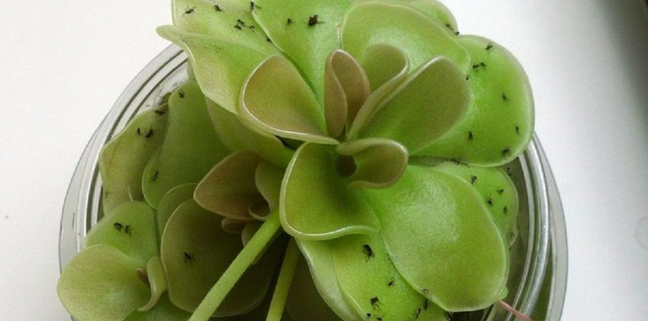 Moucherons sur une plante d'intérieur