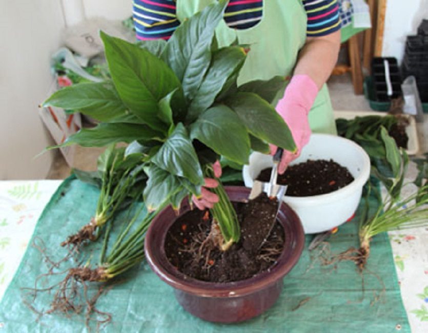 Moucherons dans les pots de fleurs