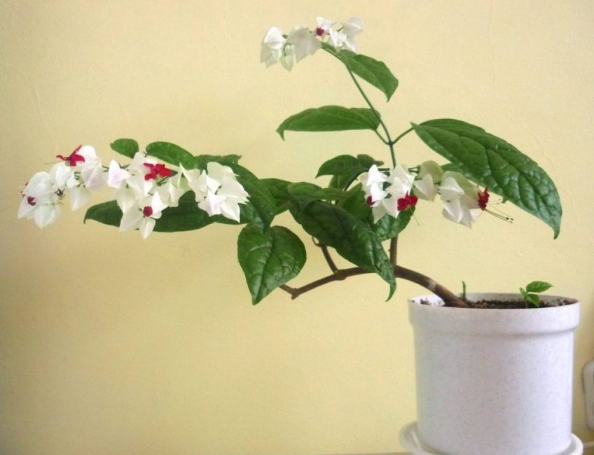 La taille de la plante aide à obtenir des formes intéressantes.