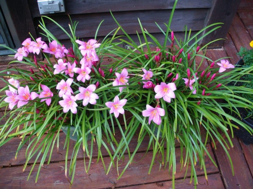Feuilles pointues et longues de la plante