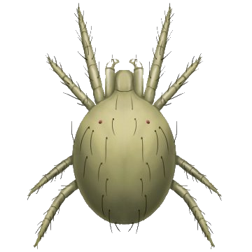 Avocat : cultiver à la maison à partir de la graine