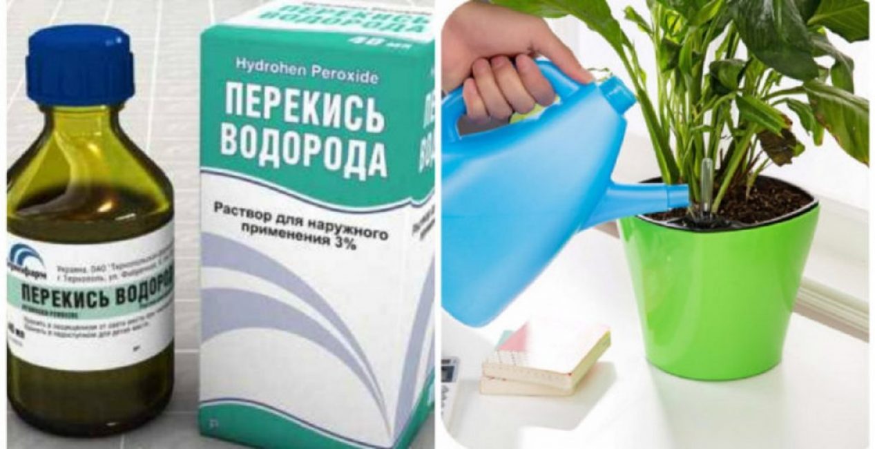 Peroxyde d'hydrogène des moucherons