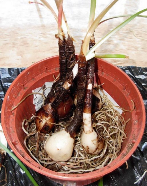 Transplanter les bulbes dans un nouveau pot