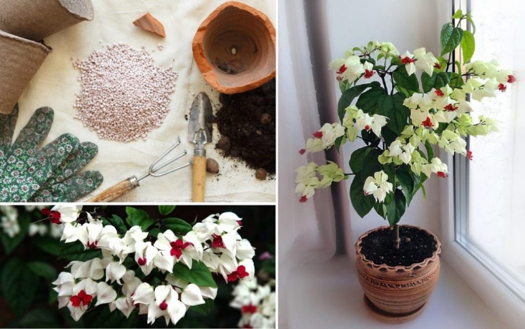 Fleur transplantée dans un nouveau pot