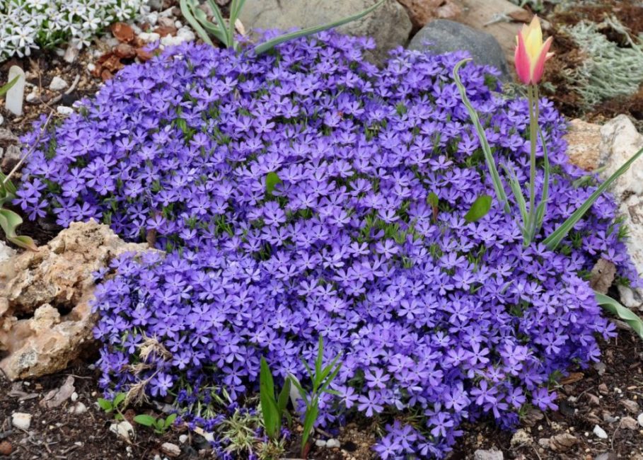 phlox couvre-sol