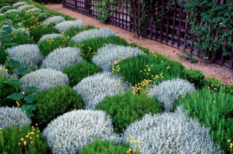 plantes vivaces couvre-sol