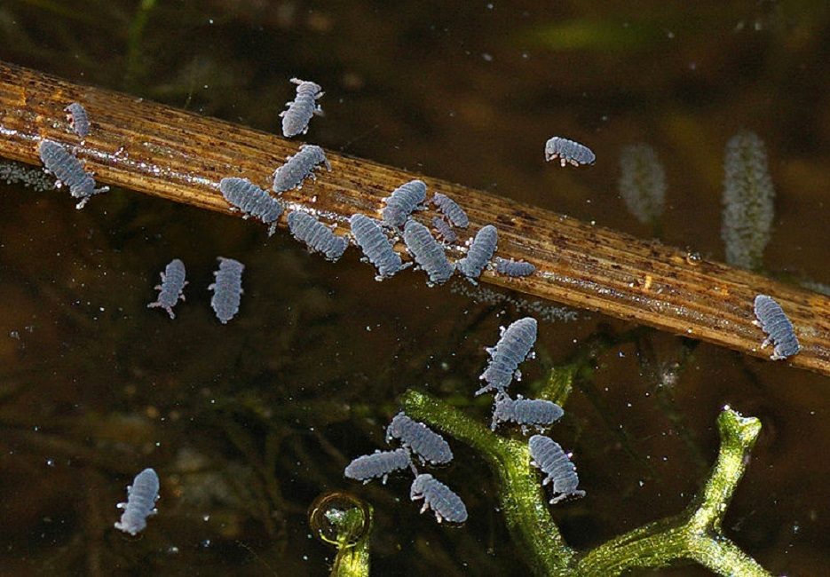 Les Podura vivent généralement dans des plans d'eau peu profonds.