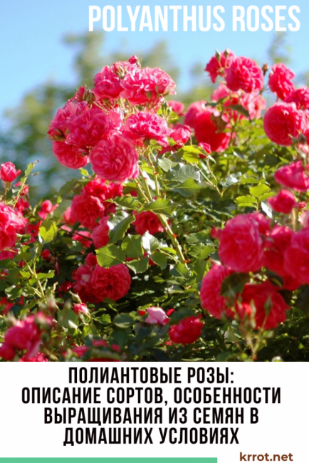 roses polyanthes