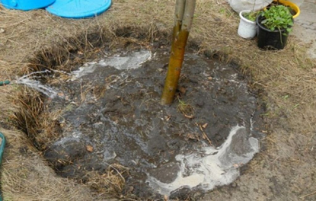 Un exemple d'arrosage approprié dans le cercle près de la tige