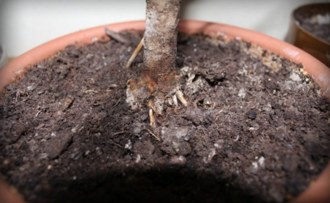 L'apparition de taches blanches sur le substrat est l'un des signes d'infection