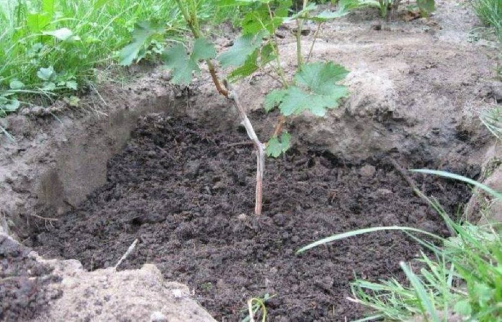 Raisin greffé, pas complètement recouvert de terre