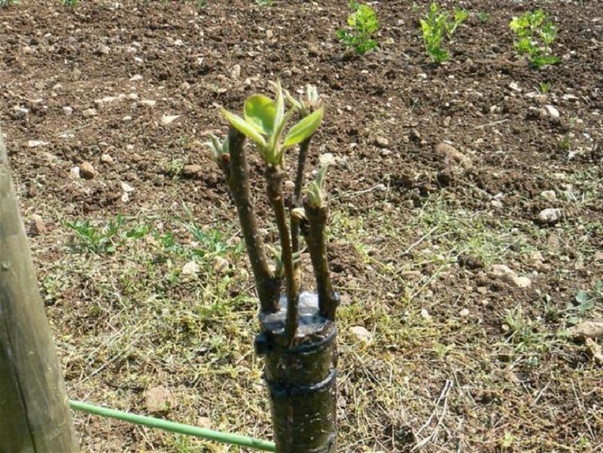 Greffer une prune dans une scission