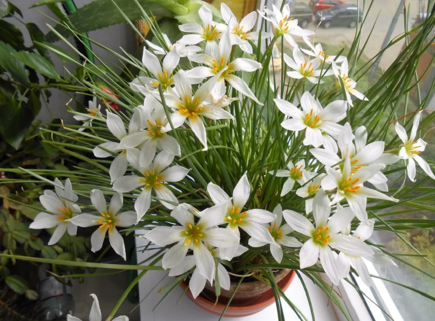 Plantez sur le rebord de la fenêtre