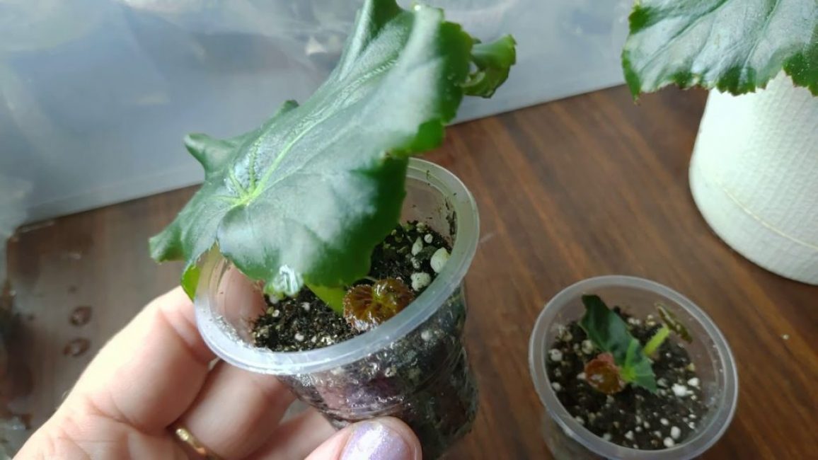 Reproduction de bégonia