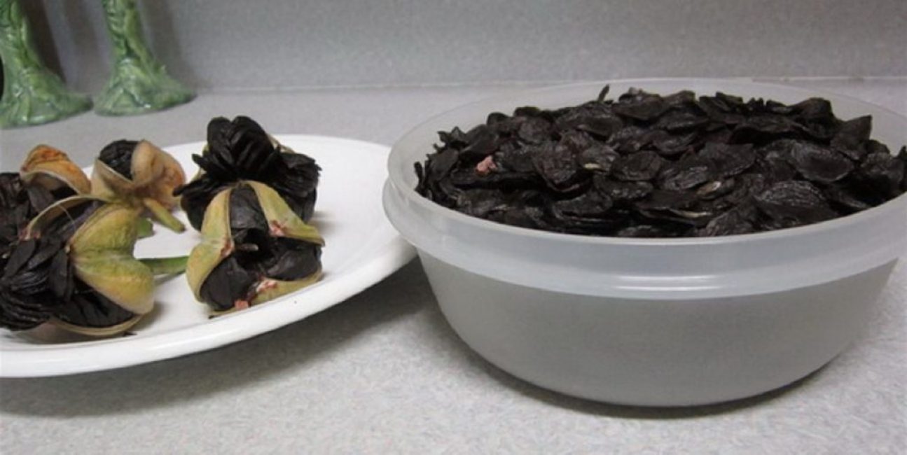 Reproduction par graines