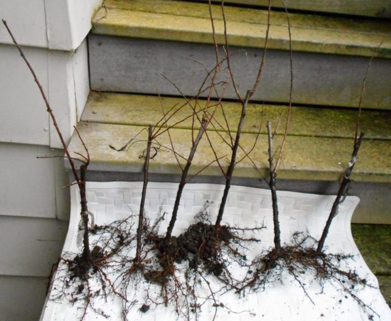 Propagation de la prune