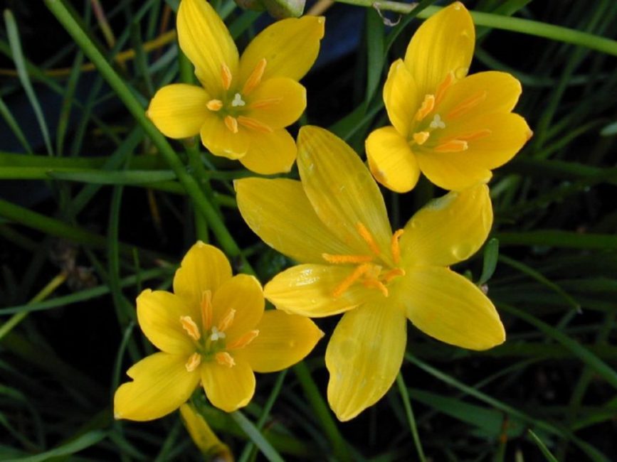 Variété Zephyranthes aurea