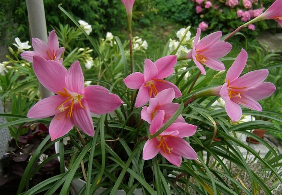 Variété à fleurs roses