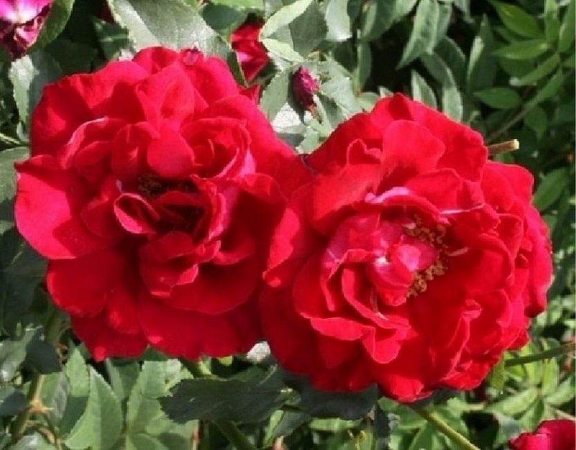 Parfum Rouge (Rambler)