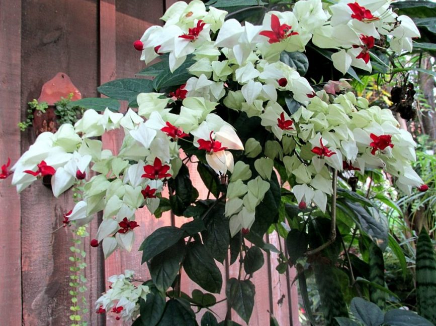 Floraison luxuriante en l'absence de maladies et de parasites