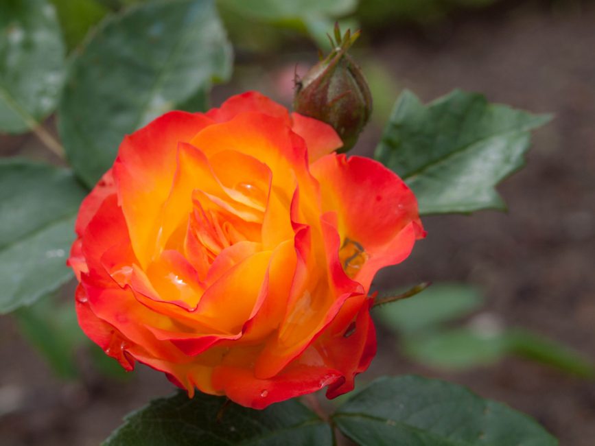 Rose polyanthus Rumba