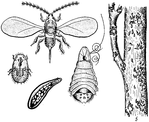 Avocat : cultiver à la maison à partir de la graine