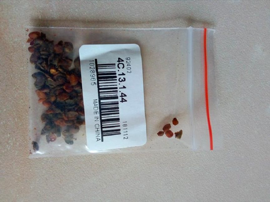 des graines de plantes