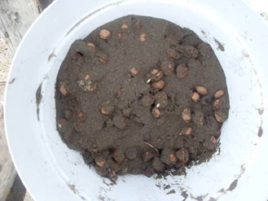 Semences stratifiées