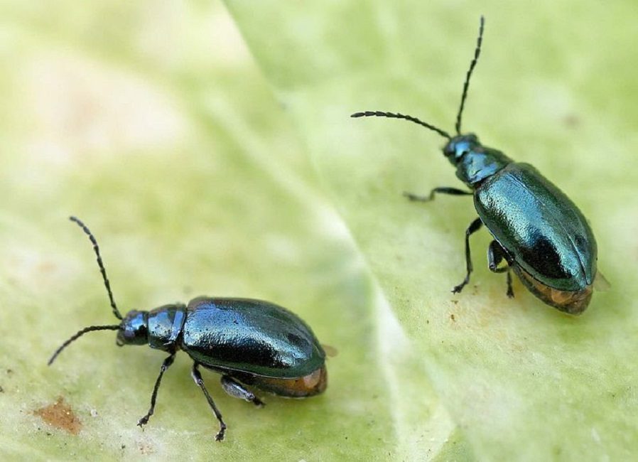 Puce de mauvaises herbes - un représentant typique des puces de terre