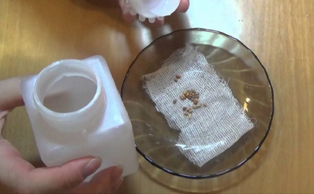 Stratification des graines de rose