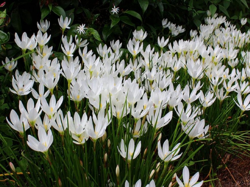 Floraison en extérieur