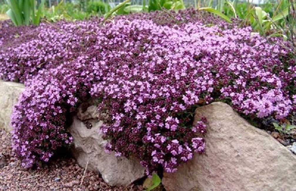 Thym parmi les pierres