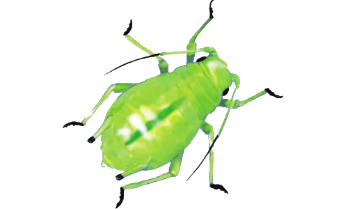 Avocat : cultiver à la maison à partir de la graine