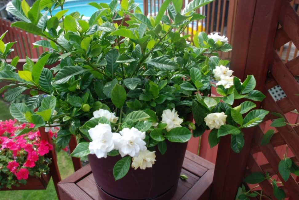 majestueux gardénia