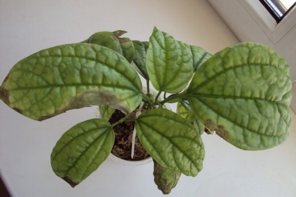 Type de feuilles malades