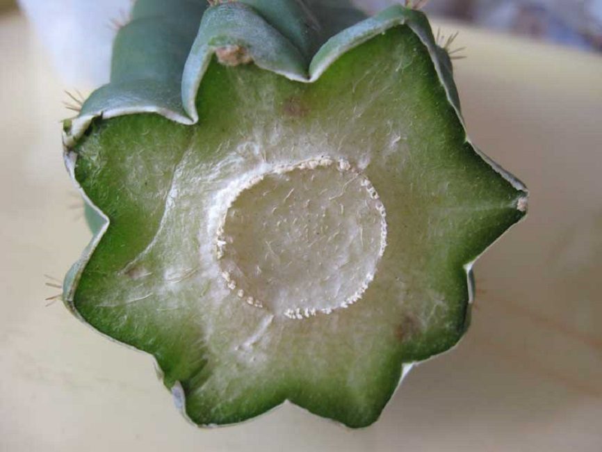 Vue de la coupe séchée à la coupe