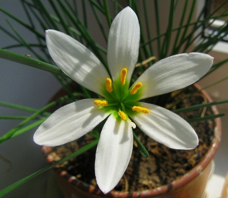 Vue d'une fleur saine