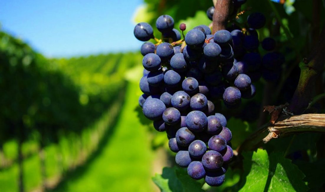 Grain de raisin