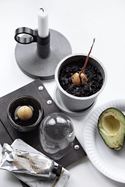 Cultiver un avocat à la maison à partir de graines