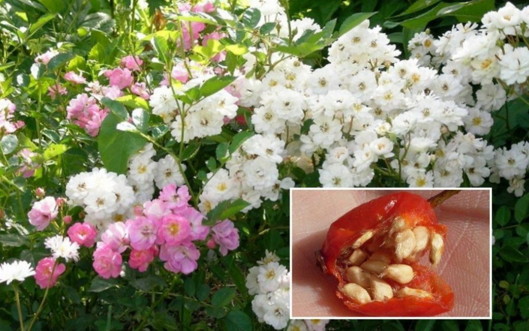 Cultiver des roses à partir de graines