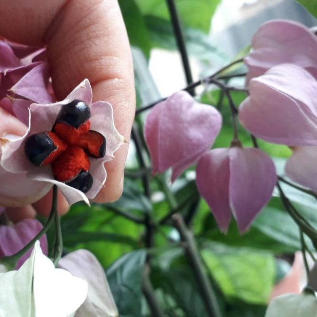 Maturation des graines