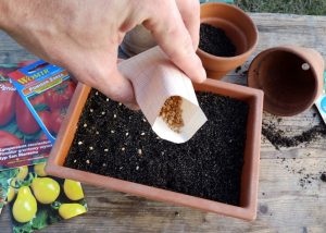 Quand planter des graines pour les semis ?