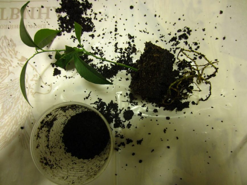 Remplacement du sol par les moucherons