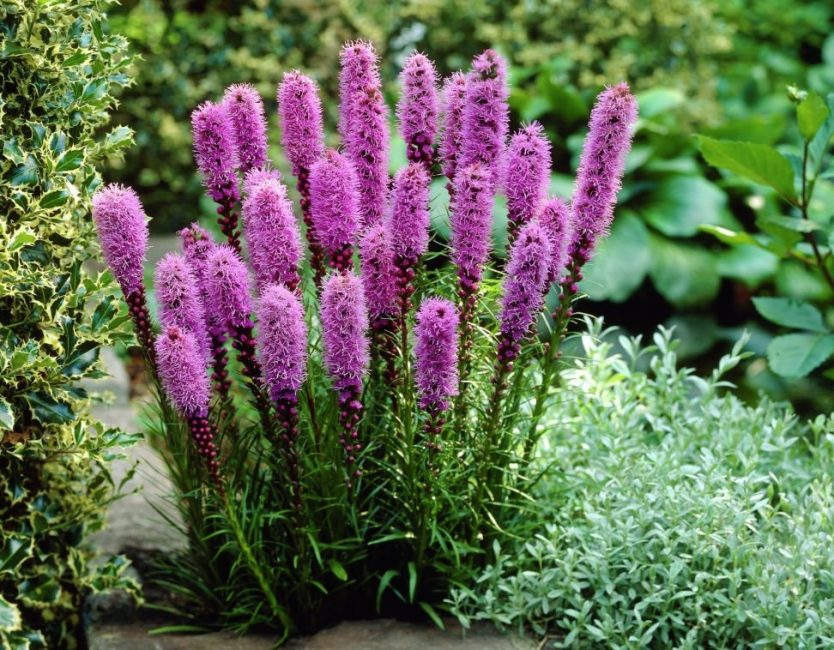 Couvre-sol résistant à la sécheresse