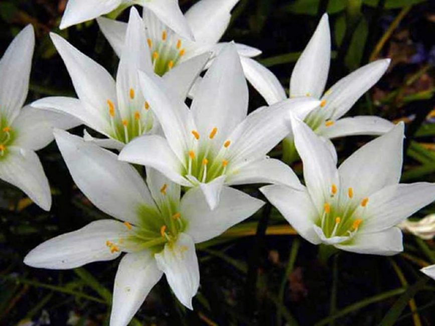 Zéphyranthes blanc