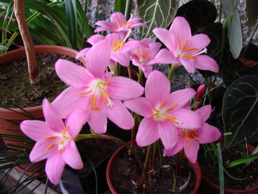 Zéphyranthes grandiflora