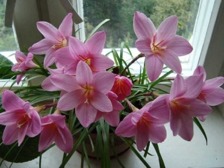 Zéphyranthes puissant