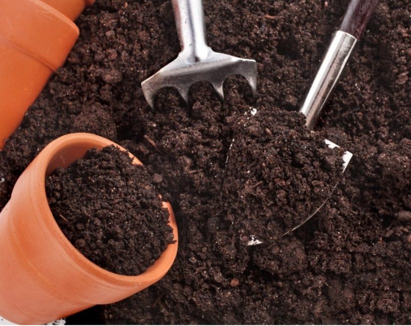 Zephyranthes a besoin d'un sol meuble